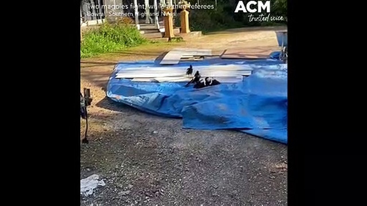 Two brawling magpies