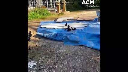 Two brawling magpies