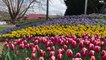 Tulip Time is in its 62nd year - Tuesday, September 13, 2022 - Southern Highland News