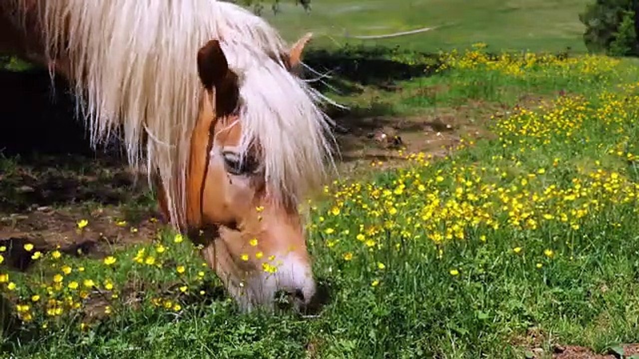 Wildlife with animals
