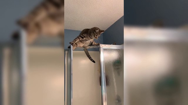 Try Not To Laugh - FAILS INCOMING! Best Funny Videos Compilation 2022