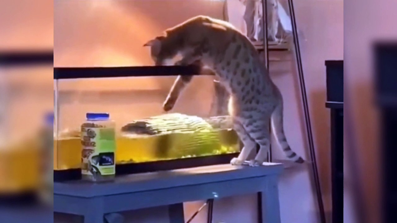 Best Funniest Animals Video of 2022 - Cute Cats