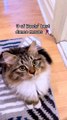 Cute baby cats-kitten funny video ll cutest cats