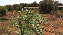 إقبال كبير على الزراعة العضوية في المغرب