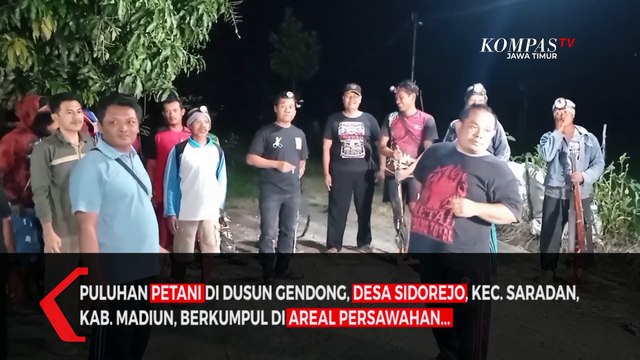 Kesal ! Petani Madiun Basmi Ratusan Hama Tikus Ditukar Uang