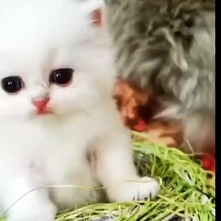 Cute cat ♥️♥️♥️
