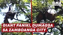 Giant paniki, dumagsa sa Zamboanga City | GMA News Feed