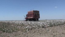 Adana haberi! Çukurova'da hasadına başlanan pamuktan 170 bin ton rekolte bekleniyor