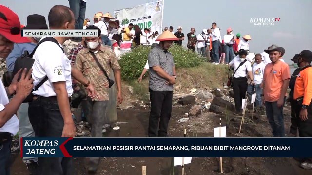 Selamatkan Pesisir Pantai Semarang, Ribuan Bibit Mangrove Ditanam