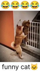 Funny cat ! funny animals! Rk videos