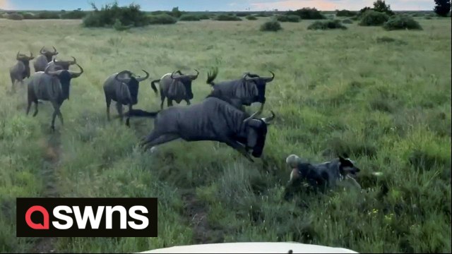 Tiny dog bravely confronts a herd of lively wildebeest in South Africa