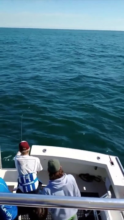 Un requin mako saute sur un bateau et sème la panique