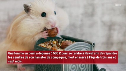 Une femme en deuil dépense 3,500 £ pour se rendre à Hawaï afin d'y répandre les cendres de son hamster décédé !