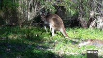 Australie: Un kangourou sauvage est soupçonné d'avoir tué un homme de 77 ans qui le gardait comme animal de compagnie, annonce la police australienne - VIDEO