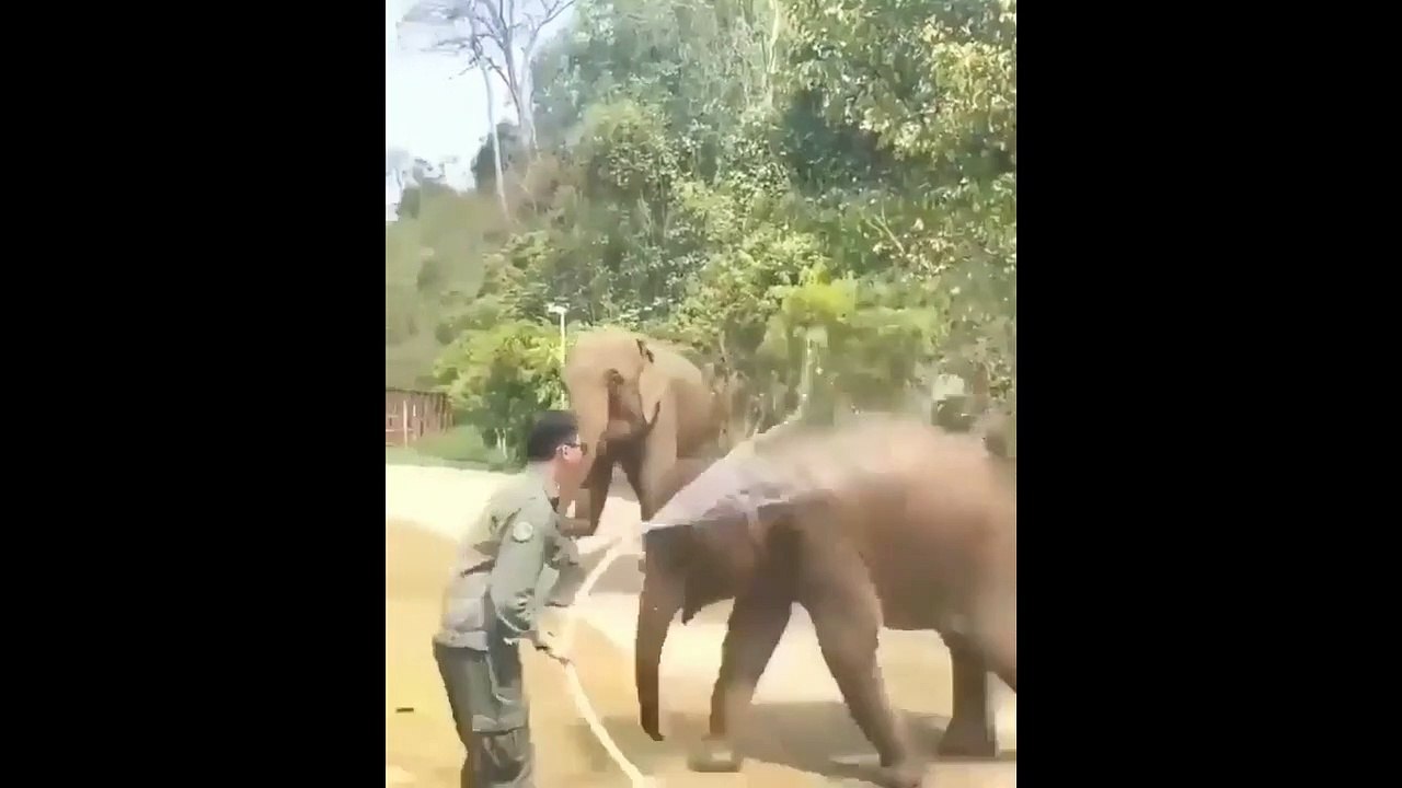 atikashsingh,  ElephAnt Playing Video