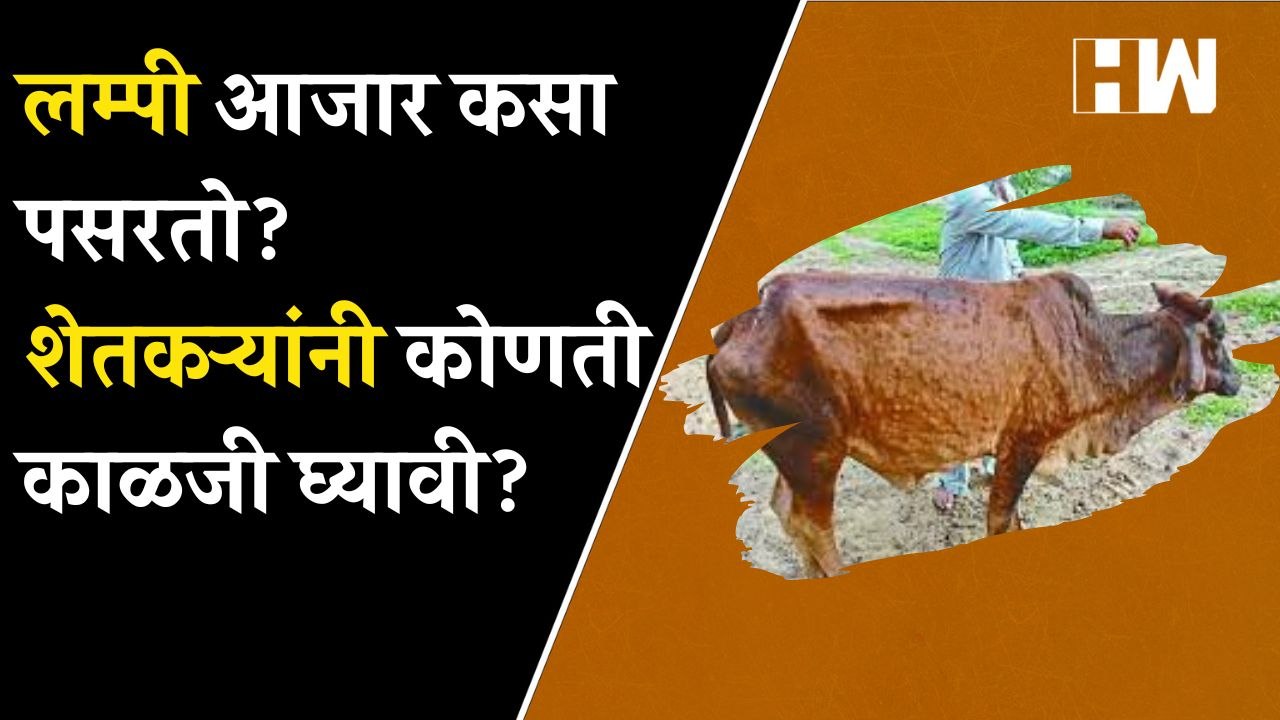 लम्पी आजार कसा पसरतो? शेतकऱ्यांनी कोणती काळजी घ्यावी? जाणून घ्या सविस्तर| Lampi Virus| Cow Buffalo