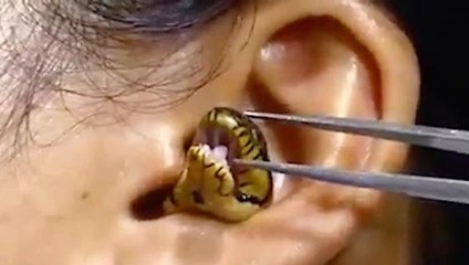 Hintli kadının kulağına yılan kaçtı, o anlar sosyal medya da gündem oldu