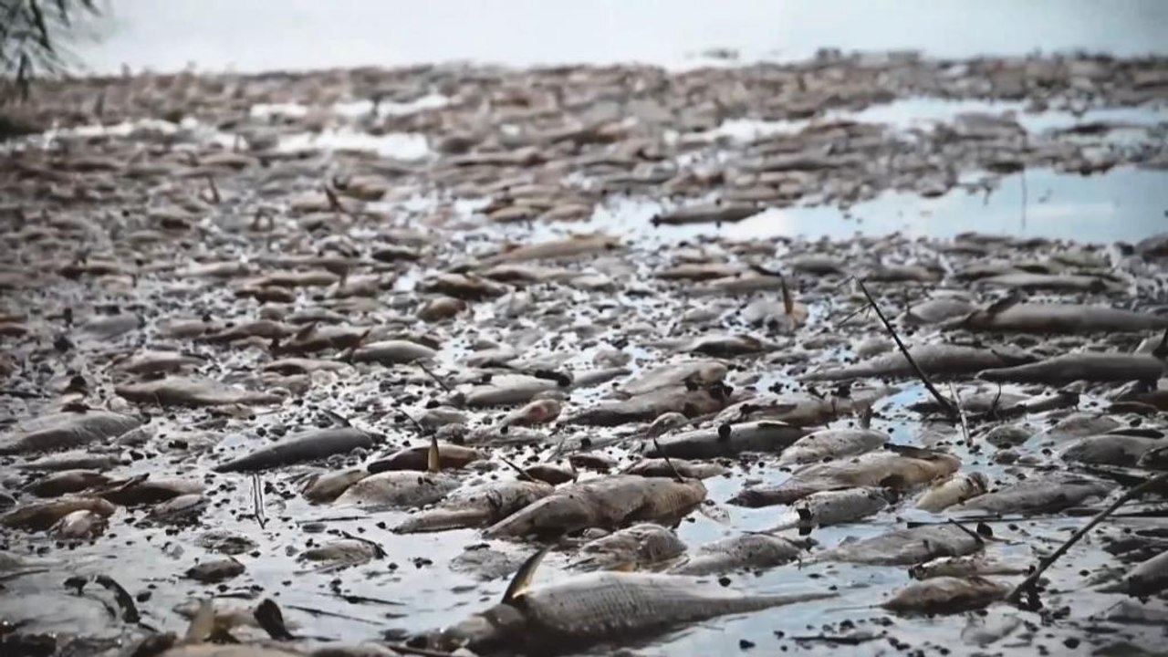 Fischsterben an der Oder: Aktivisten berichten von illegalen Industrieabwässern