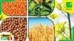 Kisan Bulletin 13 Sept, 2022 | किसानों को 90% सब्सिडी पर मिलेंगे गेहूं के उन्नत बीज | Green TV India