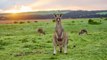 Kangaroo prevents paramedics from saving injured man