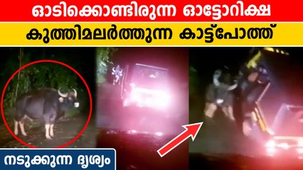 പാഞ്ഞ് വന്ന് ഓട്ടോറിക്ഷയെ തകിടം മറിച്ചിടുന്ന കാട്ട്പോത്ത്. അത്ഭുത രക്ഷ | *Trending