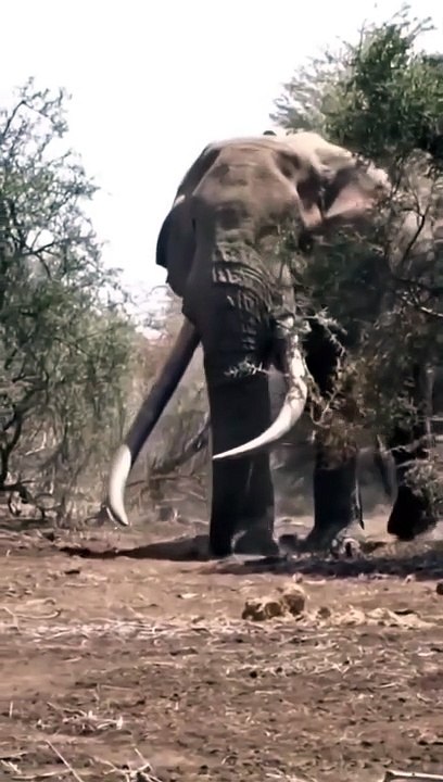 Monster Elephant
