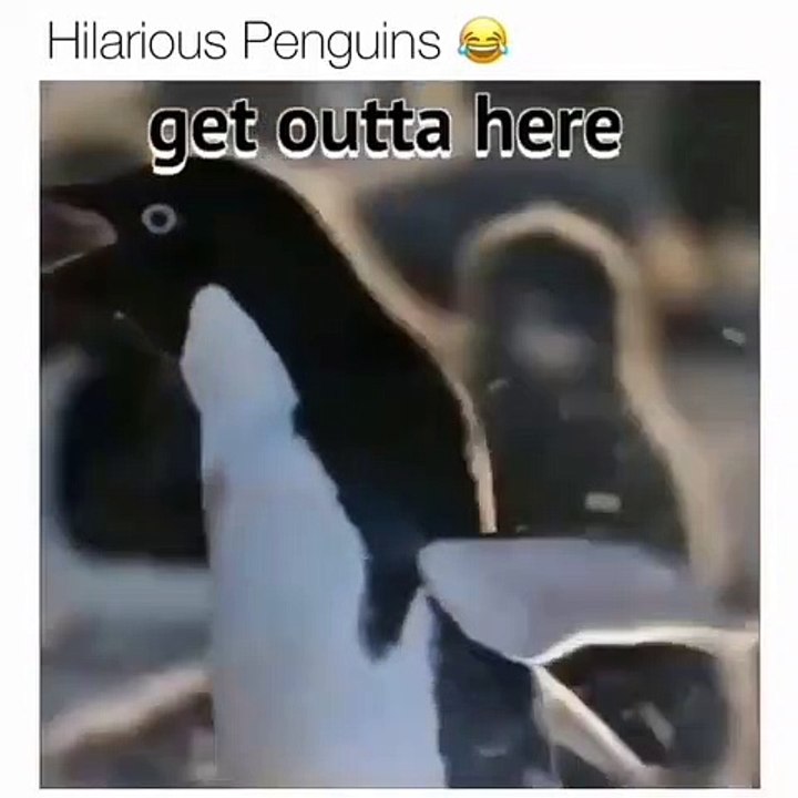 Hilarious penguins