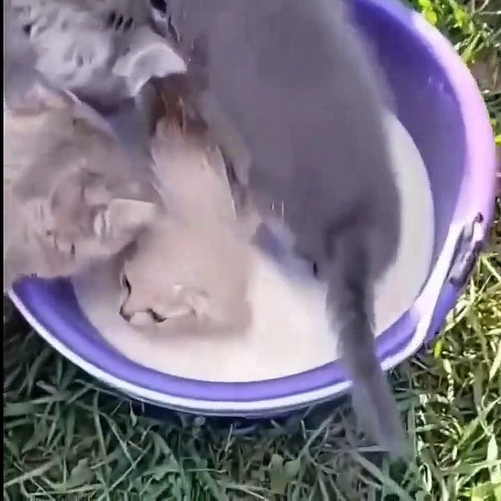VIDEO ANJING DAN KUCING ##PART-1