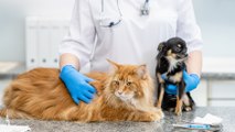 bd-beneficios-de-castracion-en-perros-y-gatos-130922