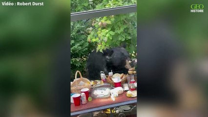 Etats-Unis : un ours s'invite à un anniversaire et dévore des cupcakes