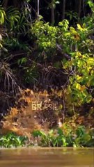 Onça-pintada ataca jacaré pelo alto #Shorts