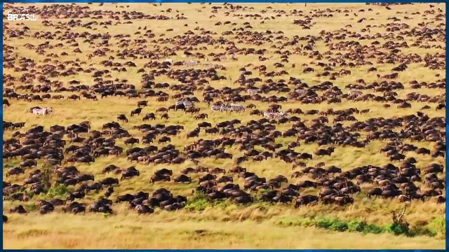 Melhores ataques de leões a suas presas - O poder do rei da savana (África)