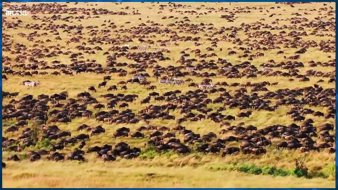 Melhores ataques de leões a suas presas - O poder do rei da savana (África)