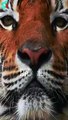 Grandes Felinos - Onça pintada, leopardo, leão, tigre, pantera, puma  #Shorts
