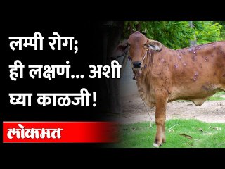 लम्पी व्हायरस पसरतोय, ही आहेत लक्षणं... काळजी घ्या!