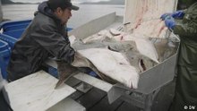 Sanctions provide opportunity for Alaskan fishing