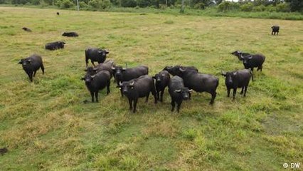 Rewetting peatlands to fight climate change