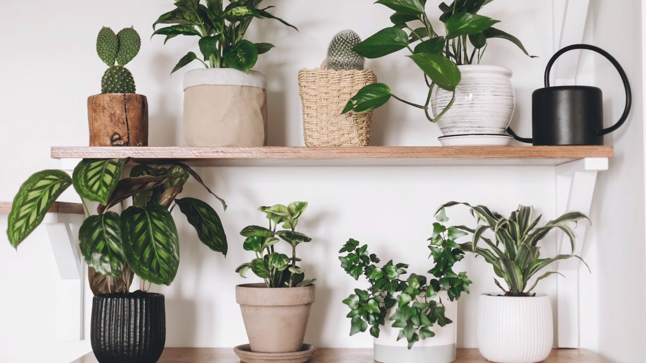 Das sind unzerstörbare pflanzen für jedermann