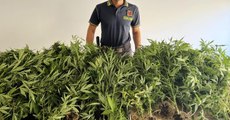 Civitanova Marche (MC) - Sequestrate due coltivazioni di marijuana: un arresto (13.09.22)