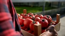 Strapassata 2022, il pomodoro star della nuova cucina italiana