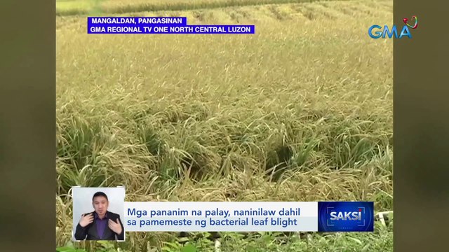 Mga pananim na palay, naninilaw dahil sa pamemeste ng bacterial leaf blight | Saksi