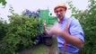 Blippi aprende sobre colores y las plantas | Aprende con blippi | Videos educativos para niños part 1