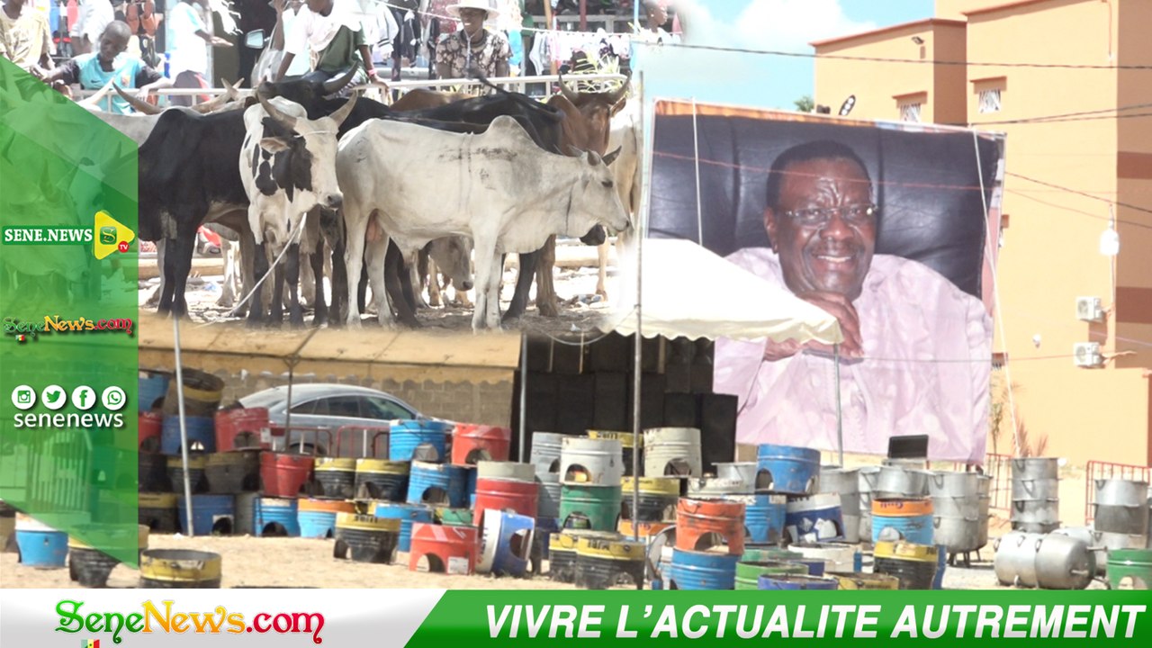 Préparatifs du magal de Touba : Dans l’intimité des chameaux, Berndé de Serigne Saliou Thioune