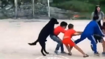 Try not to laugh impossible funny compilation.