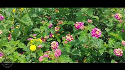 POEMA "QUIEN MUERE" AUtr Pablo Neruda Narracin Reynald Salinas