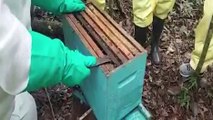 Curso de capacitação para remoção de abelhas é realizada pela Defesa Civil