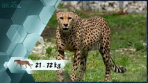 Guepardo - O animal terrestre mais rápido do mundo - Cheetah Hunting