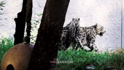 Fantástico Leopardo das Neves - um incrível felino saltador - Big Cats
