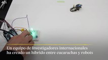 Investigadores consiguen que una cucaracha se mueva por control remoto