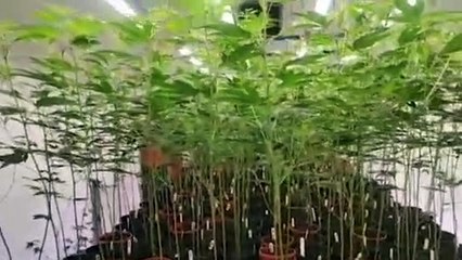 ext-decomiso-marihuana-puriscal-130922